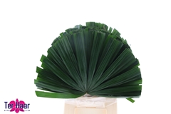 Chamaerops Leave 50cm