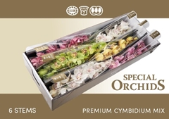 Cymbidium Mix 80cm