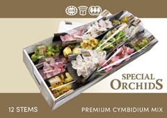 Cymbidium Mix 50cm