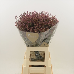 Limonium Sinense Scarlet Diamond 80cm 35gr.