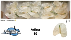 Anthurium Adina 15cm Hd