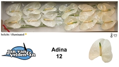 Anthurium Adina 13cm Hd