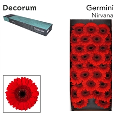 Gerbera Mini Black Center Nirvana 45cm 7cm Hd