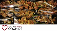Cymbidium Charly Brown 60cm