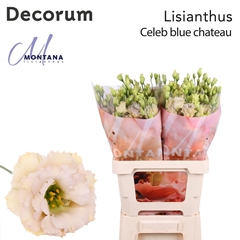 Eustoma Double Blue Chateau 70cm