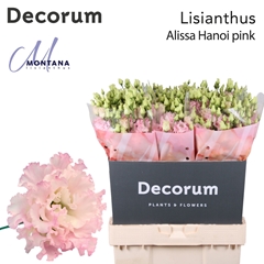 Eustoma Double Alissa Pink 70cm