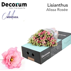 Eustoma Double Alissa Rose Pink 70cm