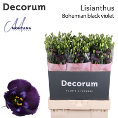 Eustoma Single Bohemian Black Violet 70cm