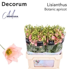 Eustoma Single Botanic Apricot 70cm