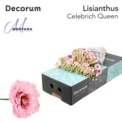 Eustoma Double Celebrich Queen 70cm