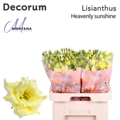 Eustoma Double Painted Heavenly Sunshine 70cm