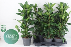 Ficus Cyathistipula Compacta 17Ø 70cm