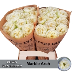 Rosa Marble Arch 60cm