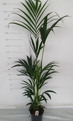 Howea Forsteriana 21Ø 180cm
