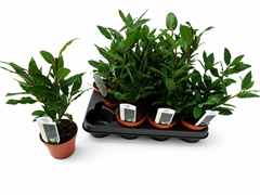 Laurus 10Ø 25cm