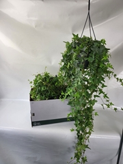 Hedera Helix Mona Lisa 19Ø 100cm