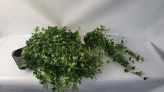 Hedera Helix Sjoelle 13Ø 45cm