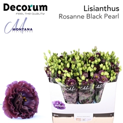 Eustoma Double Rosanne Black Pearl 70cm