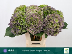 Hydrangea Verena Blue Classic 60cm 18-20cm Hd