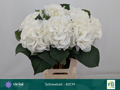 Hydrangea Schneeball 60cm 16-18cm Hd