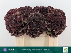 Hydrangea Dark Ruby Classic 50cm 16-18cm Hd