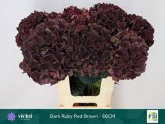 Hydrangea Dark Ruby Classic 60cm 17-19cm Hd