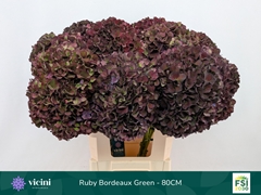 Hydrangea Rubyred 80cm 20-22cm Hd