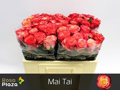 Rosa Mai Tai 50cm