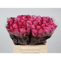 Rosa Deep Purple 40cm