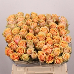 Rosa Alchemy 40cm
