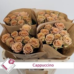 Rosa Cappuccino 70cm