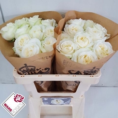 Rosa Lady Lindsey 50cm