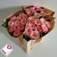 Rosa Northanger Abbey 40cm