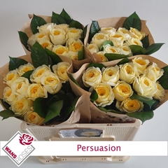 Rosa Persuasion 50cm
