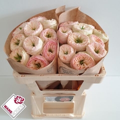 Rosa Pinky Pie! 50cm