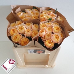 Rosa Golden Vuvuzela 50cm