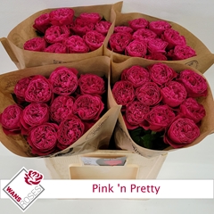 Rosa Pink 'N Pretty 60cm