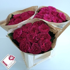 Rosa Pink 'N Pretty 40cm