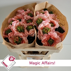 Rosa Magic Affairs! 50cm