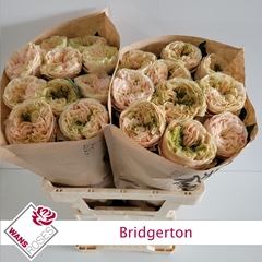 Rosa Bridgerton 60cm