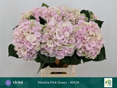 Hydrangea My Beautiful Matcha Classic 60cm 17-19cm Hd