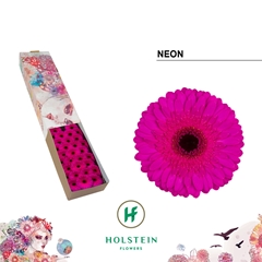 Gerbera Mini Black Center Neon 45cm 7cm Hd