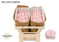 Rosa Meilland Sabrina 50cm