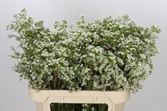 Chamelaucium Grace 70cm 30gr.