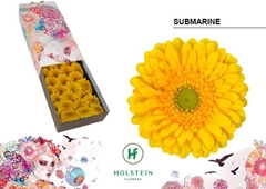 Gerbera Submarine 45cm 10cm Hd