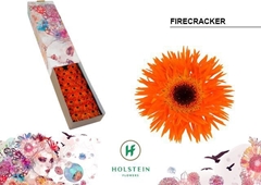 Gerbera Mini Spider Firecracker 45cm 7cm Hd