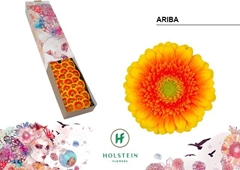 Gerbera Mini Green Center Ariba 45cm 7cm Hd
