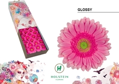 Gerbera Glossy 45cm 10cm Hd