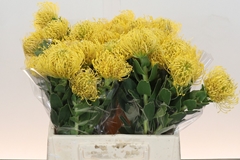 Leucospermum High Gold 40cm