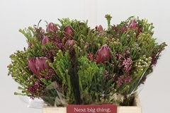 Bouquet Protea Hybride Sfb 40cm